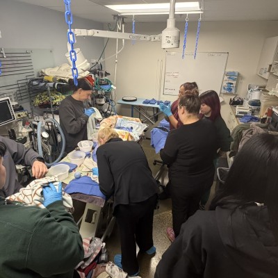 Our team delivering puppies