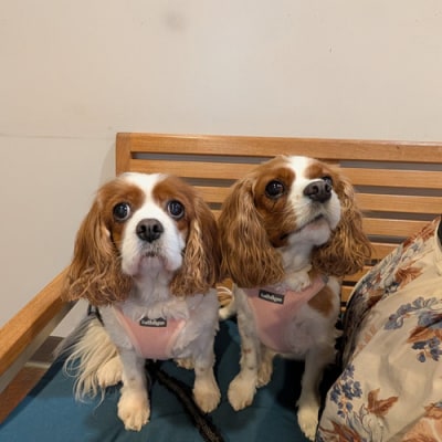 Veterinary Medical and Surgical Group (VMSG) Pet Gallery