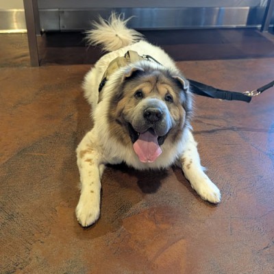 Veterinary Medical and Surgical Group (VMSG) Pet Gallery