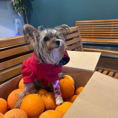 Veterinary Medical and Surgical Group (VMSG) Pet Gallery