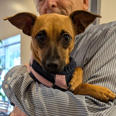 Veterinary Medical and Surgical Group (VMSG) Pet Gallery