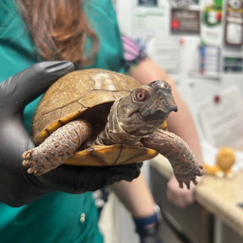 Our Rocklin Patients