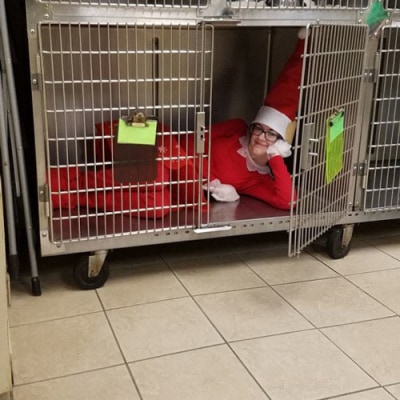 All Creatures Veterinary Hospital Hospital Staff 29