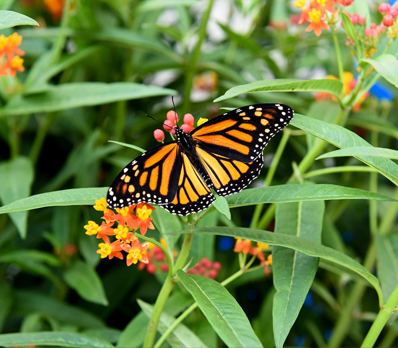 Butterfly Conservatory –&nbsp;Niagara Falls