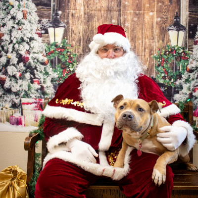 Holiday Cheer at Taylor Veterinary Emergency