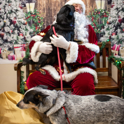 Holiday Cheer at Taylor Veterinary Emergency