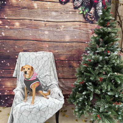 Holiday Cheer at Taylor Veterinary Emergency