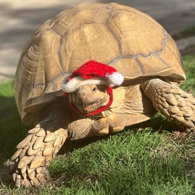 Holiday Cheer at Taylor Veterinary Emergency