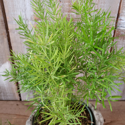Asparagus Fern