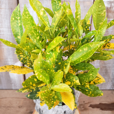 Croton