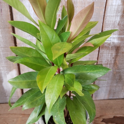 Palm