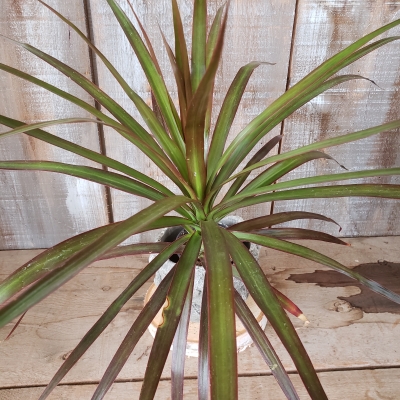 Draceana