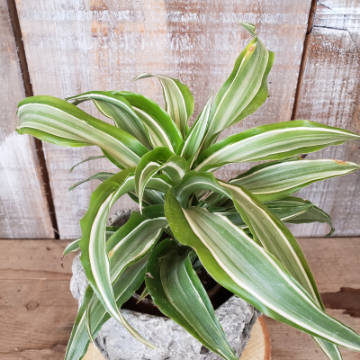 Draceana