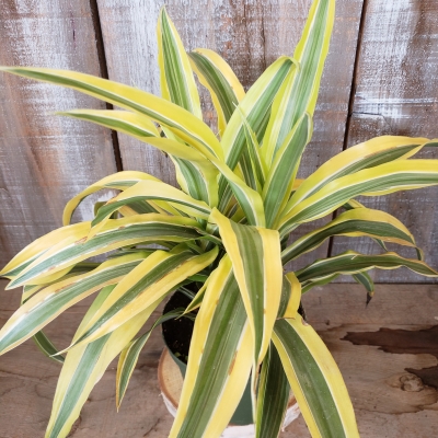 Draceana
