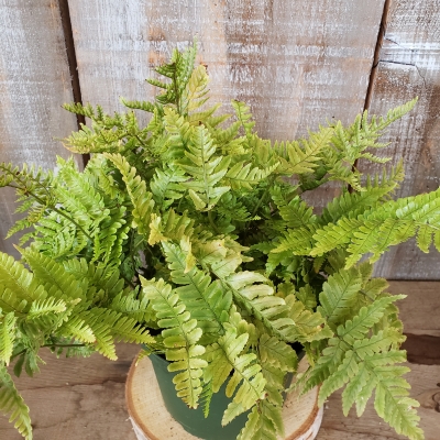 Fern