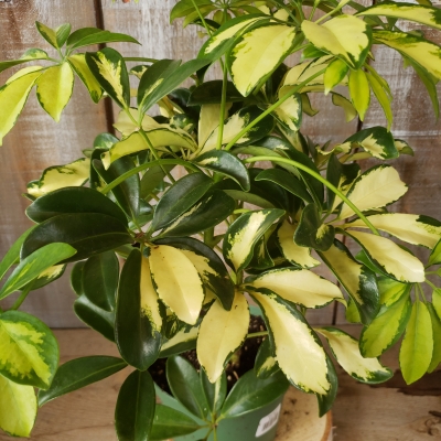 Schefflera