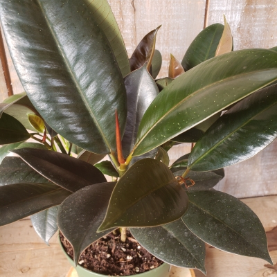 Rubber Plant