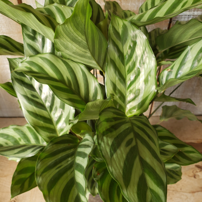 Chinese Evergreen
