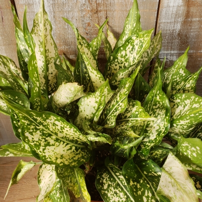 Chinese Evergreen