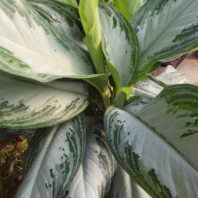 Chinese Evergreen