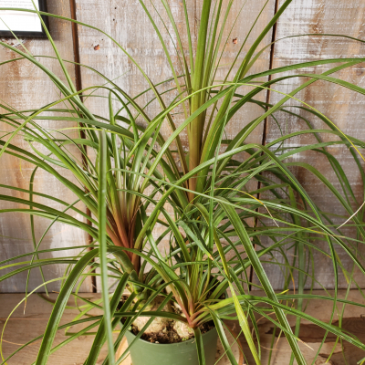 Ponytail Palm