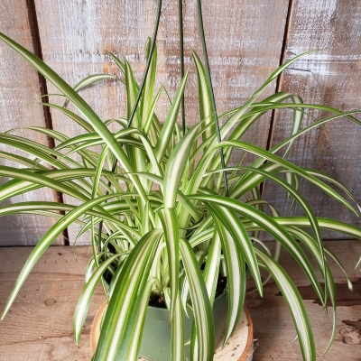 Spider Plant