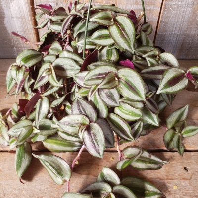 Tradescantia
