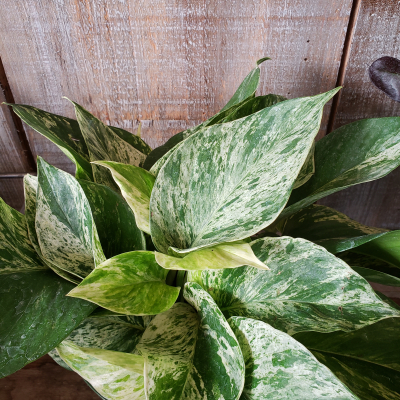 Golden Pothos