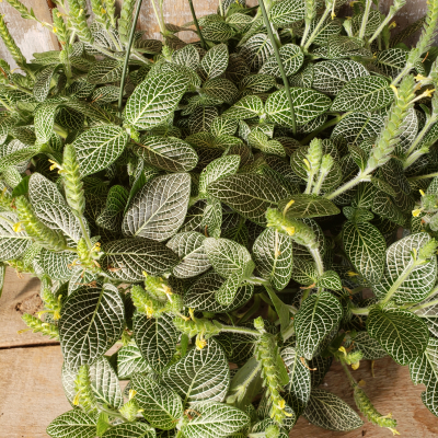 Nerve Plant