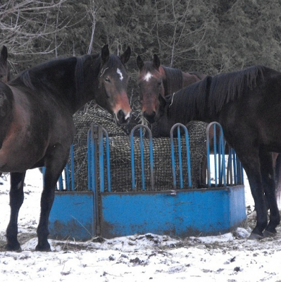 Horses around a feeder in Winter