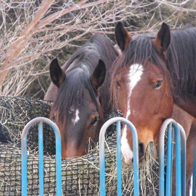 Two horses eating from caged feeder