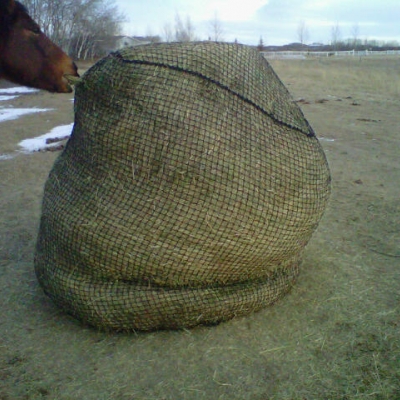 Horse eating from Bag feeder