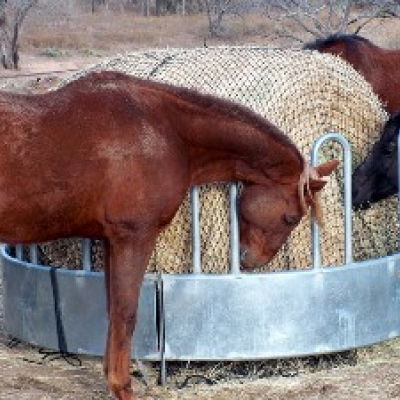 Three horses eating from caged feeder