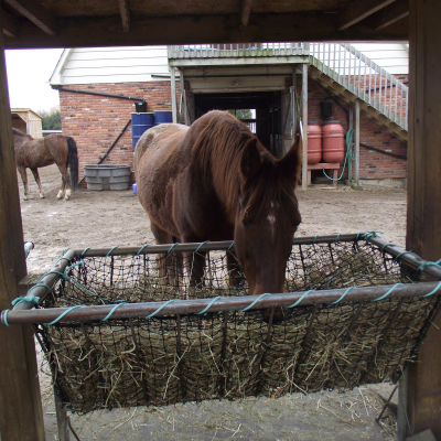 Horse eating from suspended feeder