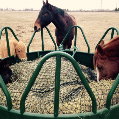 4 Horses eating from net