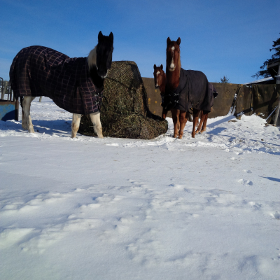 Horses around a feeder in Winter