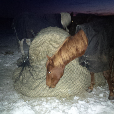 Horses eating from Bag feeder