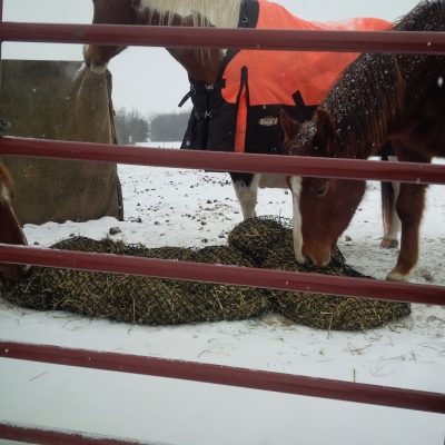 Horses eating from Bag feeder