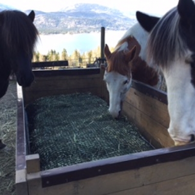 Horses eating from boxed hay bales