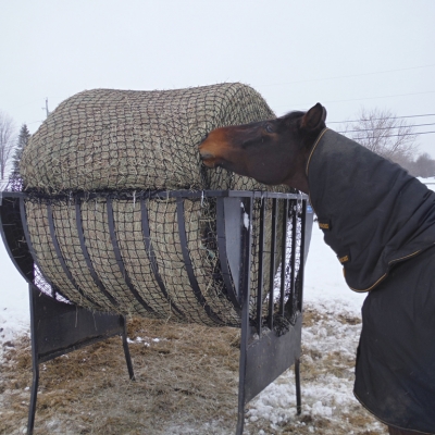 Horses Eating from Suspended Bale