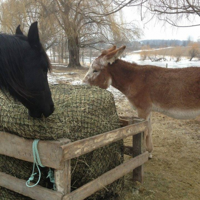 2 Horses eating from hay bale