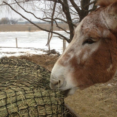 Horse eating close up