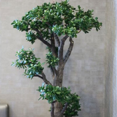 Image Smiles Dental, Vancouver