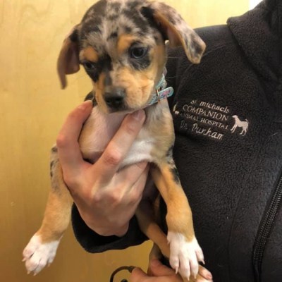 St. Michael's Companion Animal Hospital's Patients