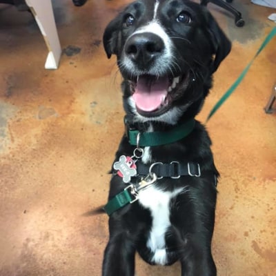 St. Michael's Companion Animal Hospital's Patients