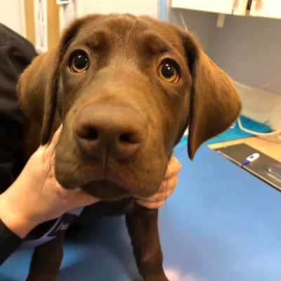 St. Michael's Companion Animal Hospital's Patients