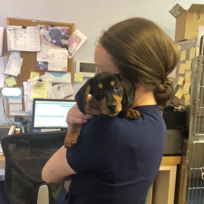 St. Michael's Companion Animal Hospital's Patients