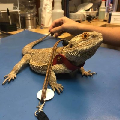 St. Michael's Companion Animal Hospital's Patients