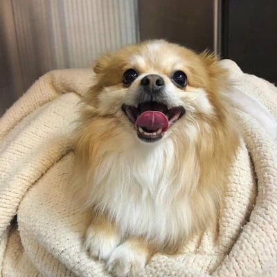 St. Michael's Companion Animal Hospital's Patients