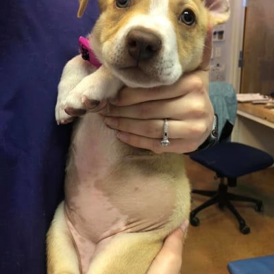 St. Michael's Companion Animal Hospital's Patients